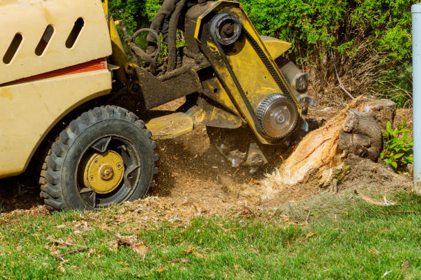 Best Tree Disease Treatment  in Wmette, IL